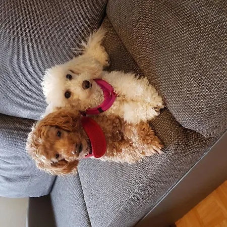 Διαμέρισμα Am Bei Willingenwinterberg